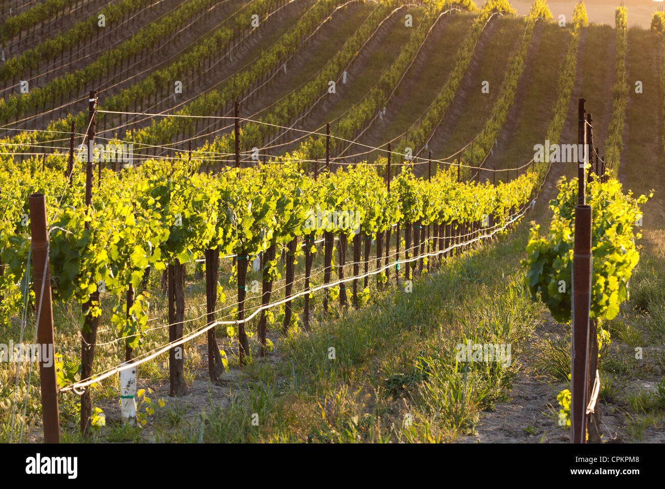 California central valley vineyard in spring - San Luis Obispo County, California USA Stock Photo