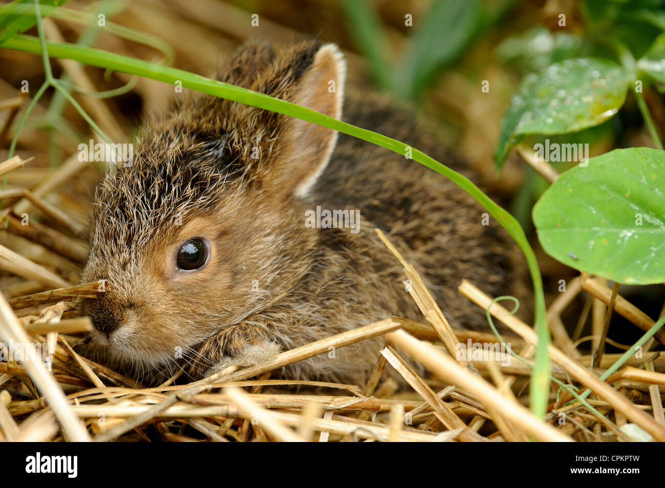 Varying Hare (Lepus americanus) Baby rabbit hiding in vegetable garden, Greater Sudbury, Ontario, Canada Stock Photo