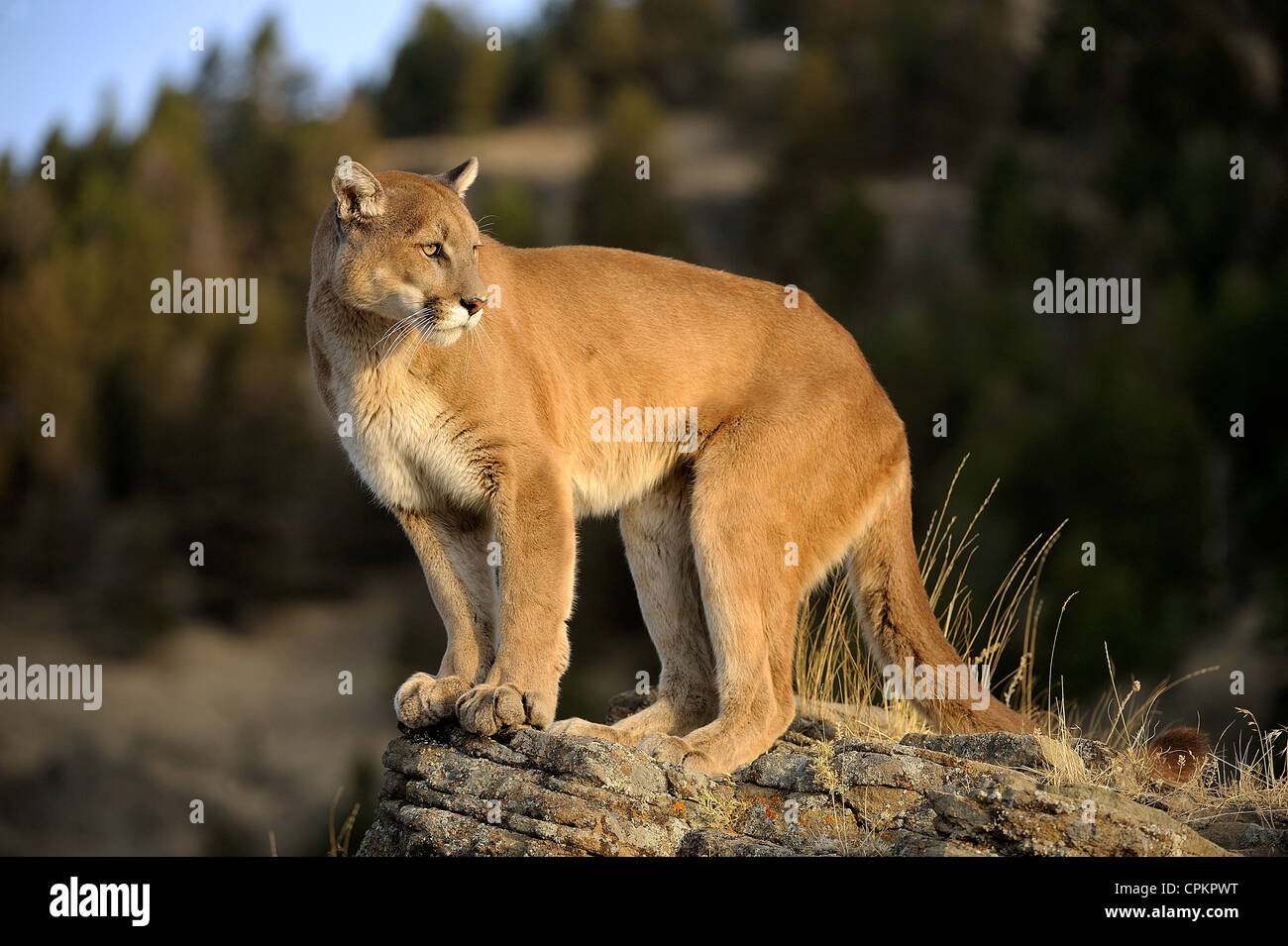 Mountain lion/Cougar/Puma (Puma concolor)- captive, Bozeman, Montana ...