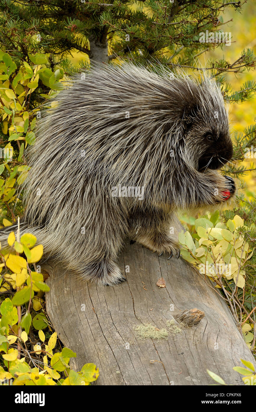 Porcupine (Erethizon dorsatum)-captive, Bozeman, Montana, USA Stock Photo
