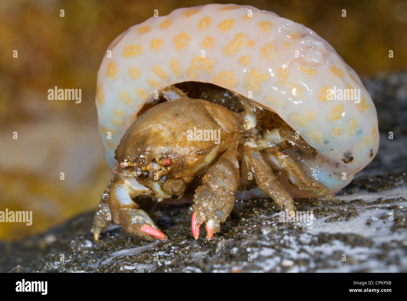 Shellback crab (Hypoconcha arcuata) using a coral as a cover (Panama City Beach, Florida, USA) Stock Photo