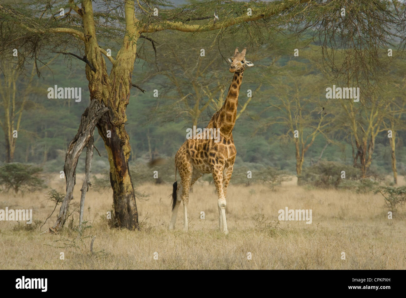 Rothschild's giraffe by Yellow-barked acacia tree Stock Photo
