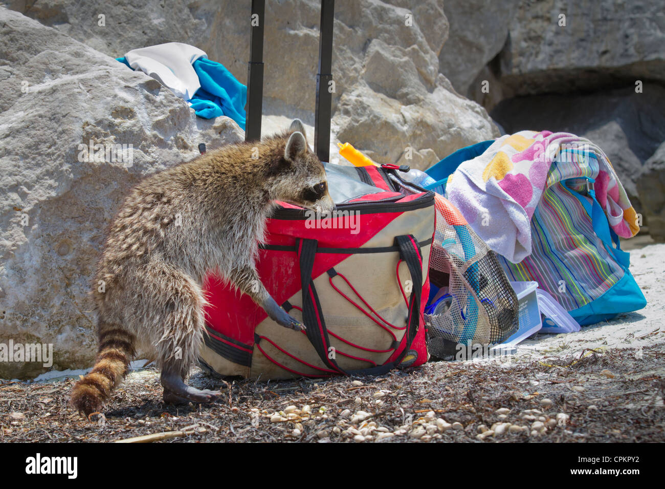 Raccoon (Procyon lotor) scavenging at the Florida beach (St. Andrews ...