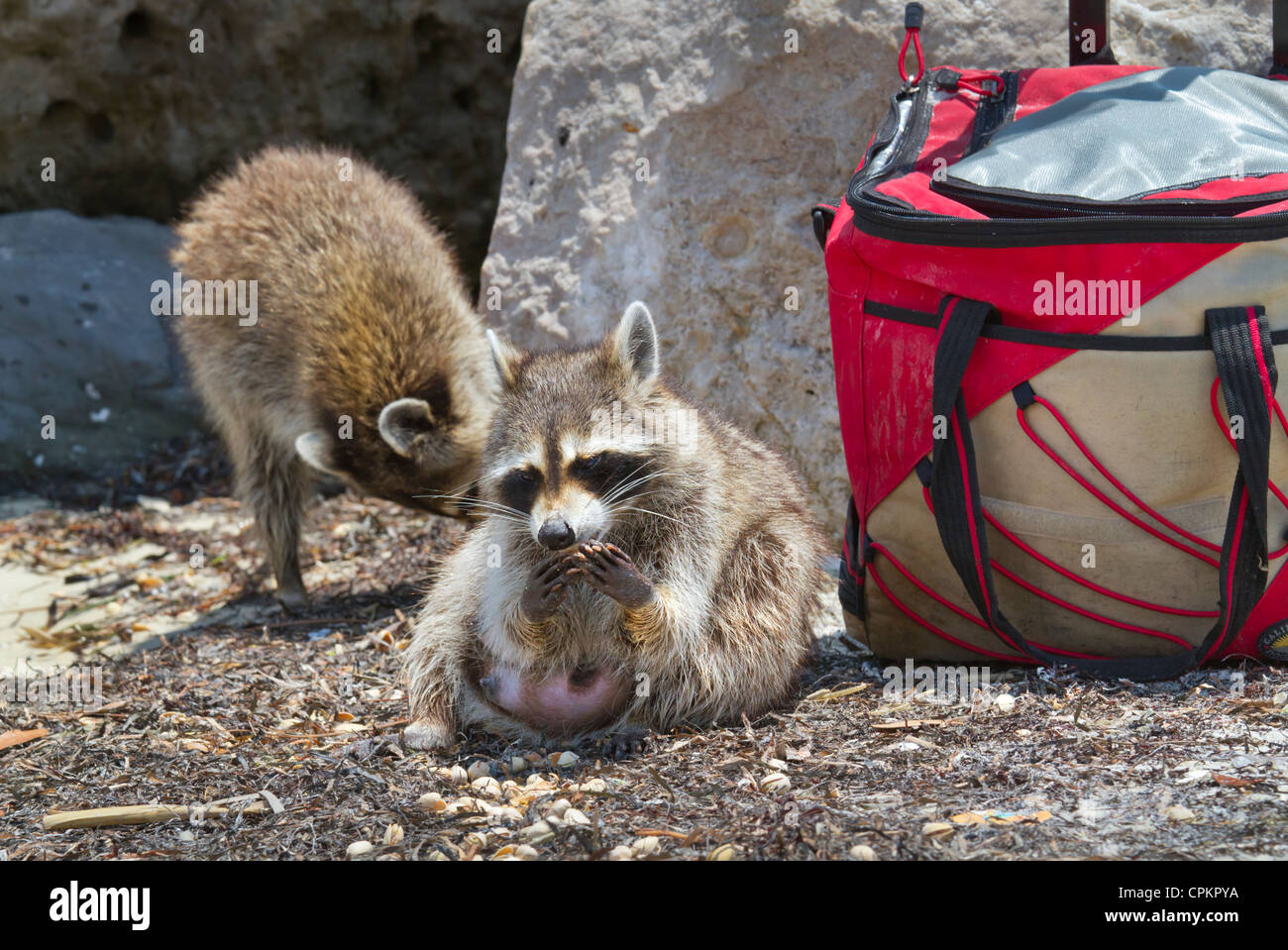 Raccoons (Procyon lotor) scavenging at the Florida beach (St. Andrews ...