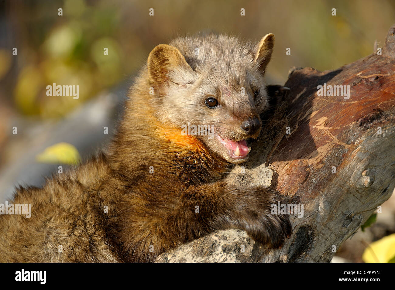 Martes Americana Stock Photos & Martes Americana Stock Images Alamy