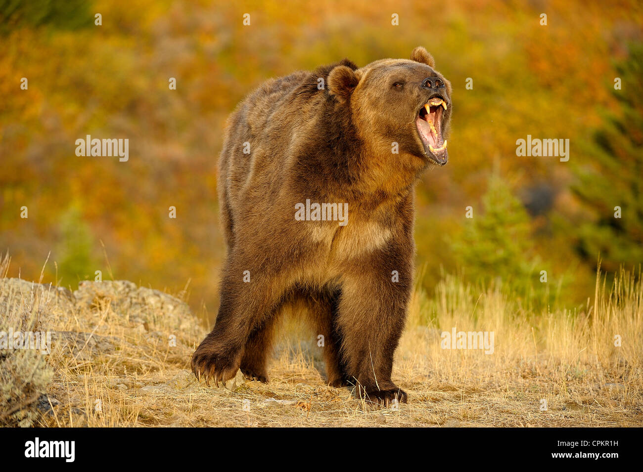 Grizzly bear (Ursus arctos)- captive in autumn setting, Bozeman, Montana, USA Stock Photo