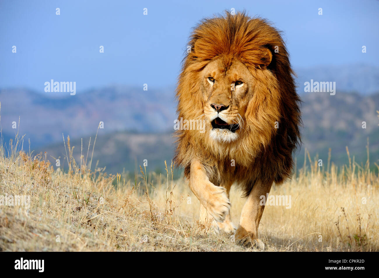 Barbary lion (Panthera leo), extinct in wild captive, Bozeman, Montana