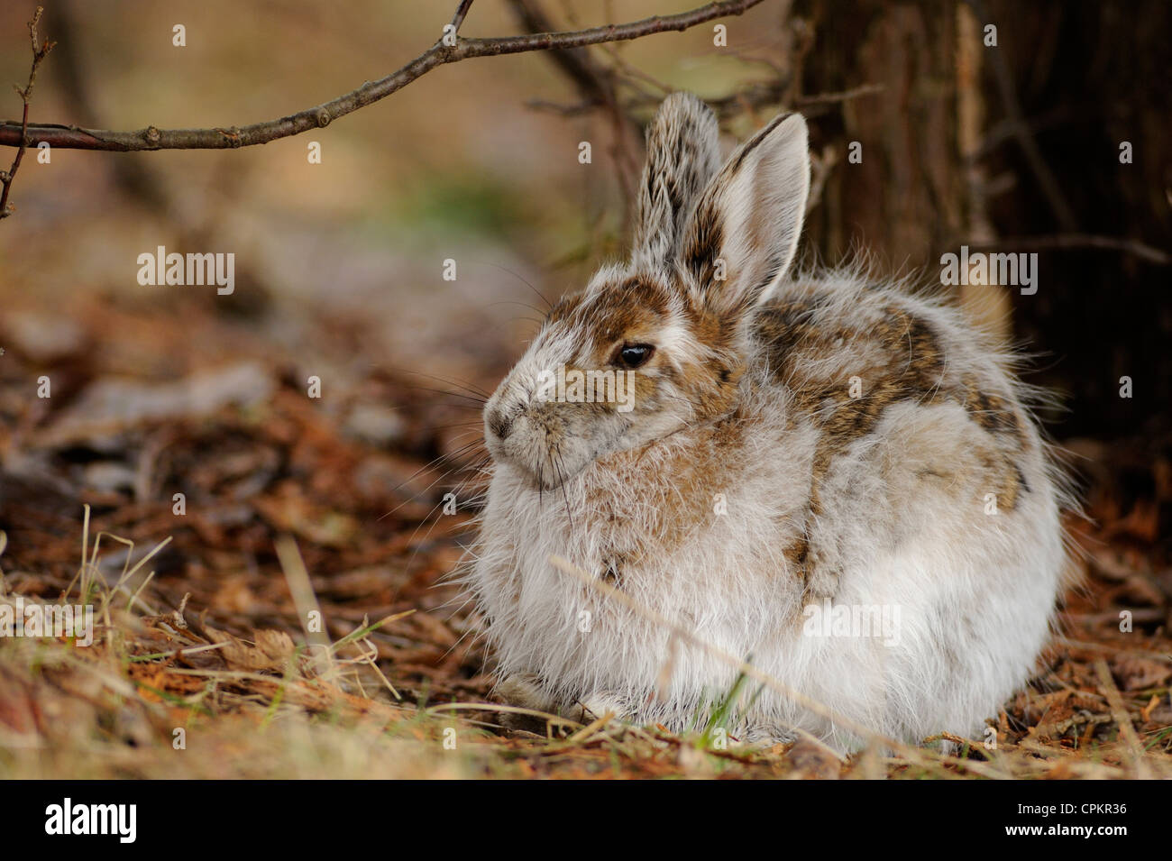 Varying hare (Lepus americanus) Transitional pelage in early spring, Greater Sudbury, Ontario, Canada Stock Photo