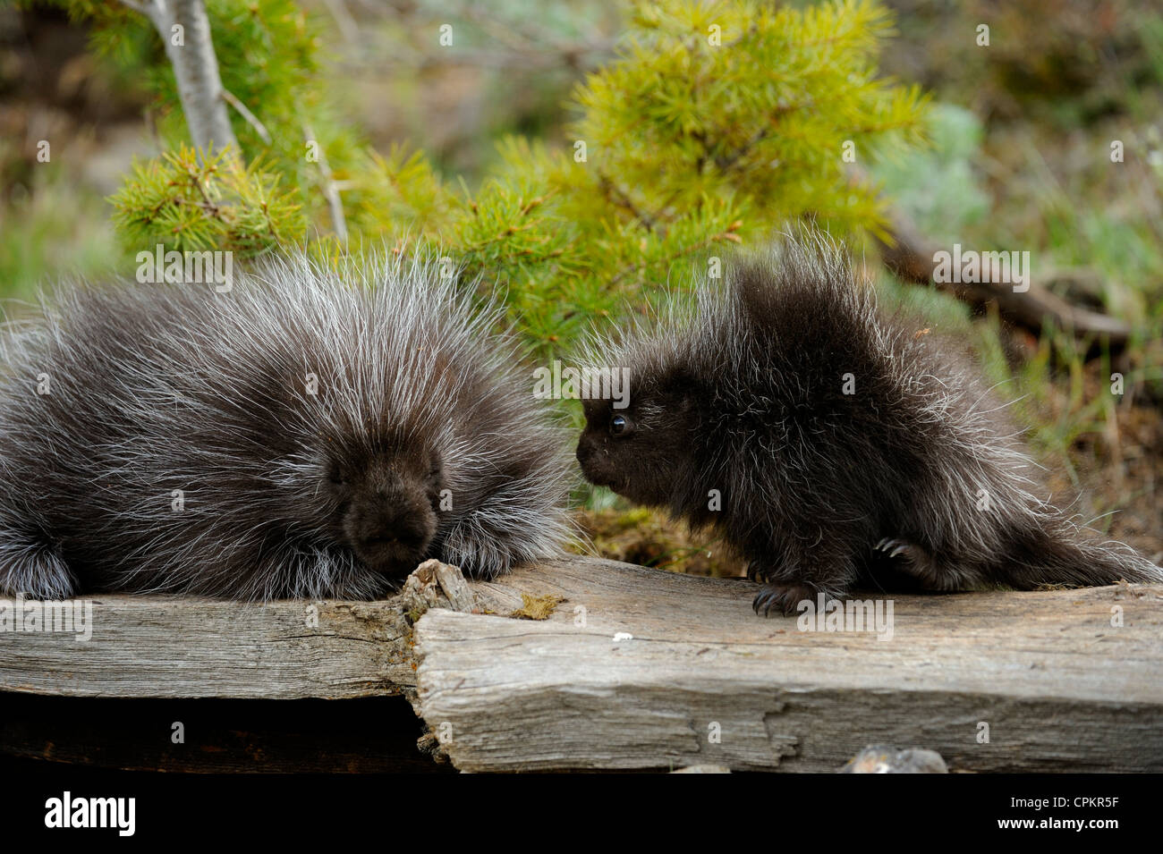 Porcupine (Erethizon dorsatum) Baby and adult- captive specimen, Bozeman, Montana, USA Stock Photo