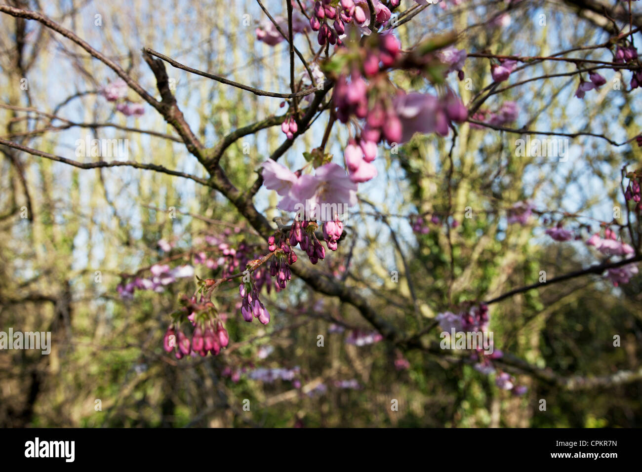 cherry tree in pink blossom Stock Photo - Alamy