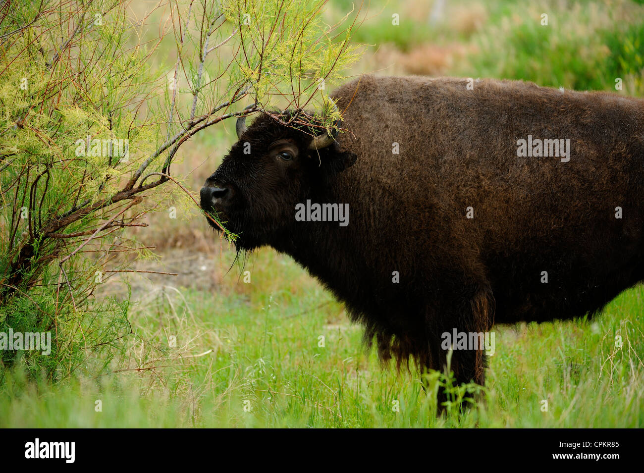 American bison (Bison bison) Badlands National Park South Dakota, USA