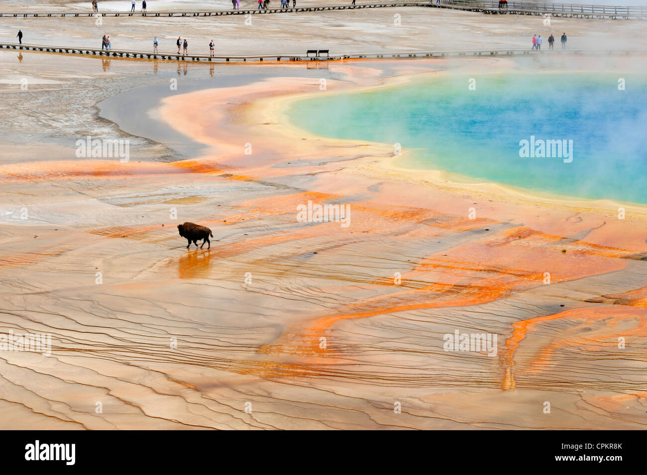 American bison (Bison bison) Walking near Grand Prismatic Spring outflow, Yellowstone National Park, Wyoming, USA Stock Photo