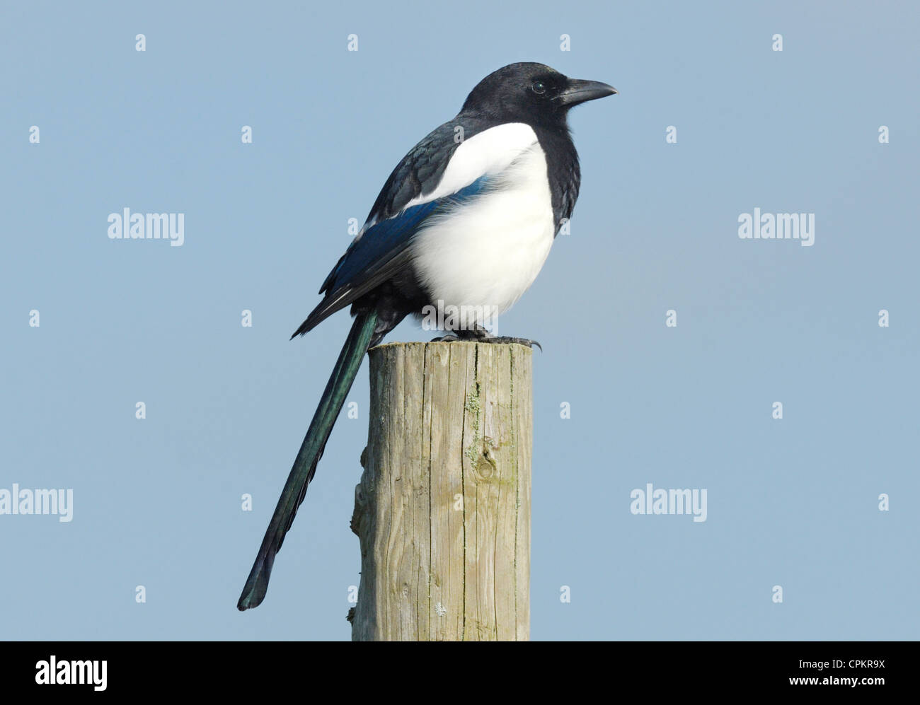 European Magpie (Pica pica) sitting on a post in Kenfig National Nature Reserve, Wales, UK. October 2011. Stock Photo