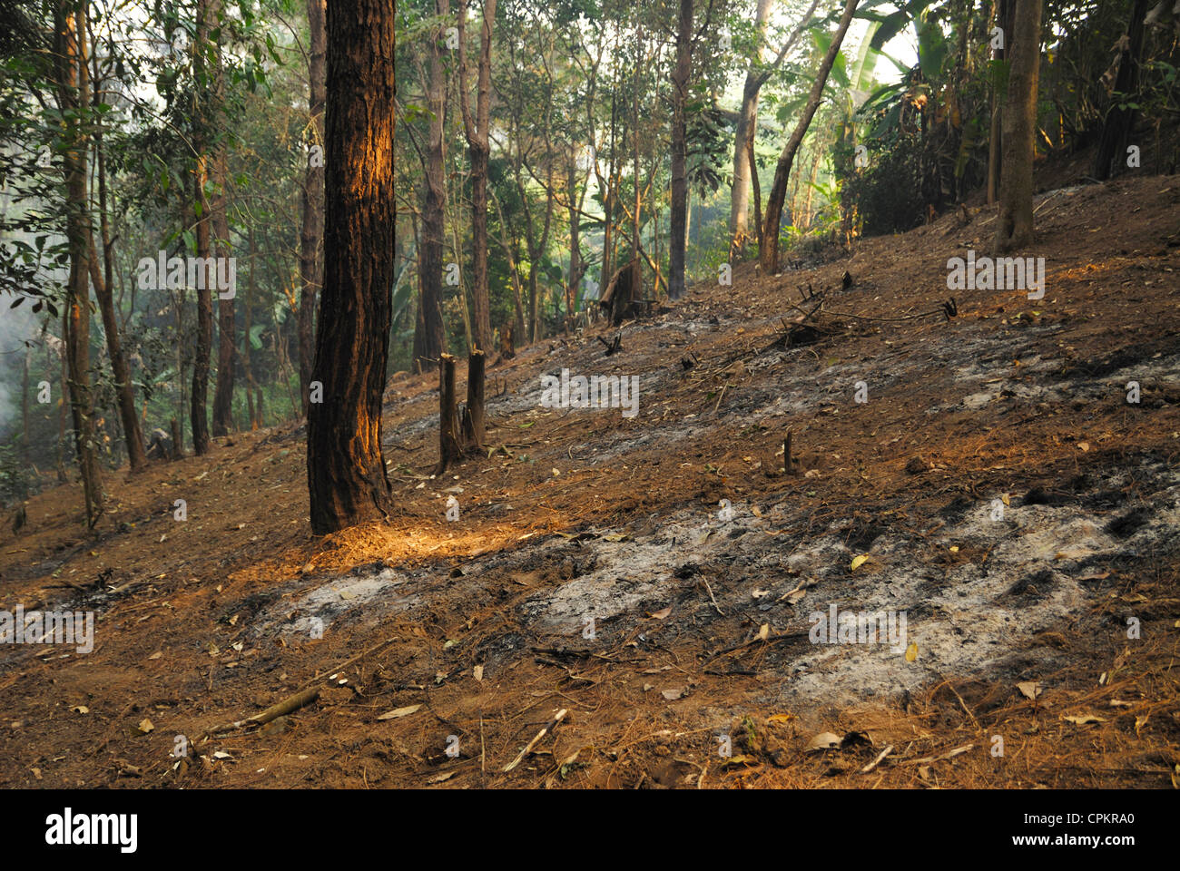 Deforestation in the rainforest of Taksin Maharat National Park, Thailand Stock Photo