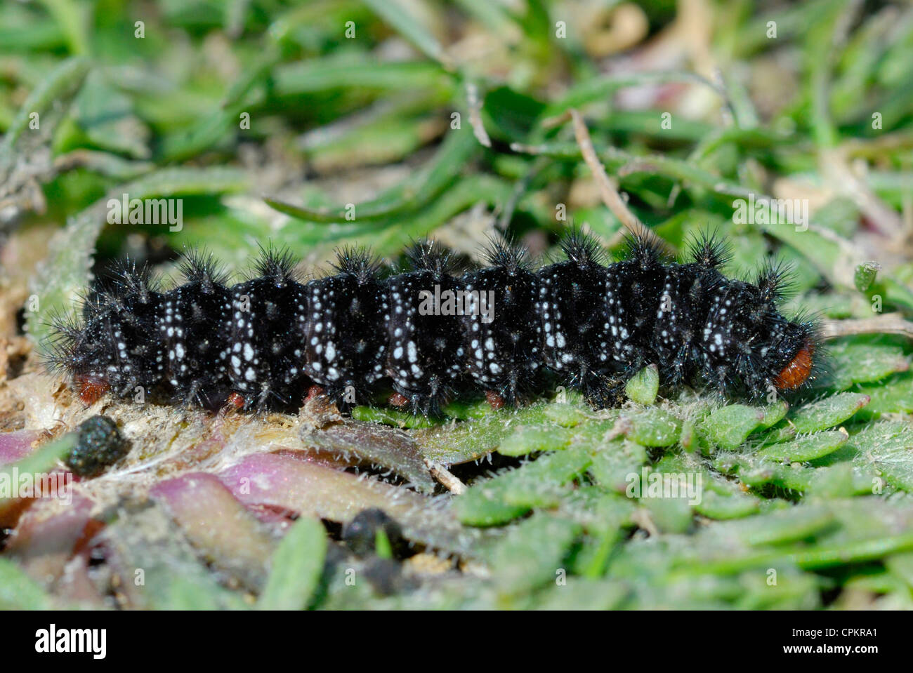 Rare Glanville Fritillary caterpillar (Melitaea cinxia) feeding on plantain on the Isle of Wight Stock Photo