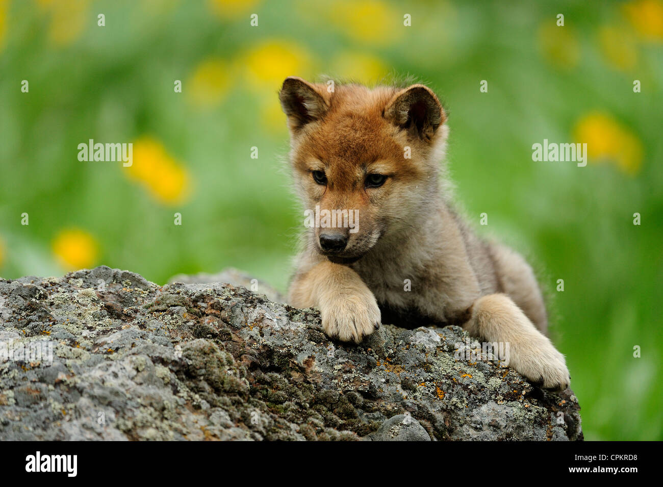 Gray wolf (Canis lupus) baby howling- captive specimen, Bozeman, Montana,  USA Stock Photo - Alamy