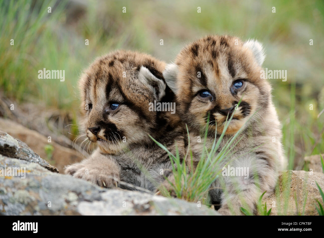 Mountain lion cougar puma (Puma concolor) kittens- captive specimen,  Bozeman, Montana, USA Stock Photo - Alamy