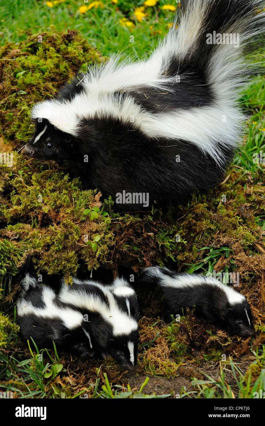 Striped Skunk Den High Resolution Stock Photography and Images Alamy