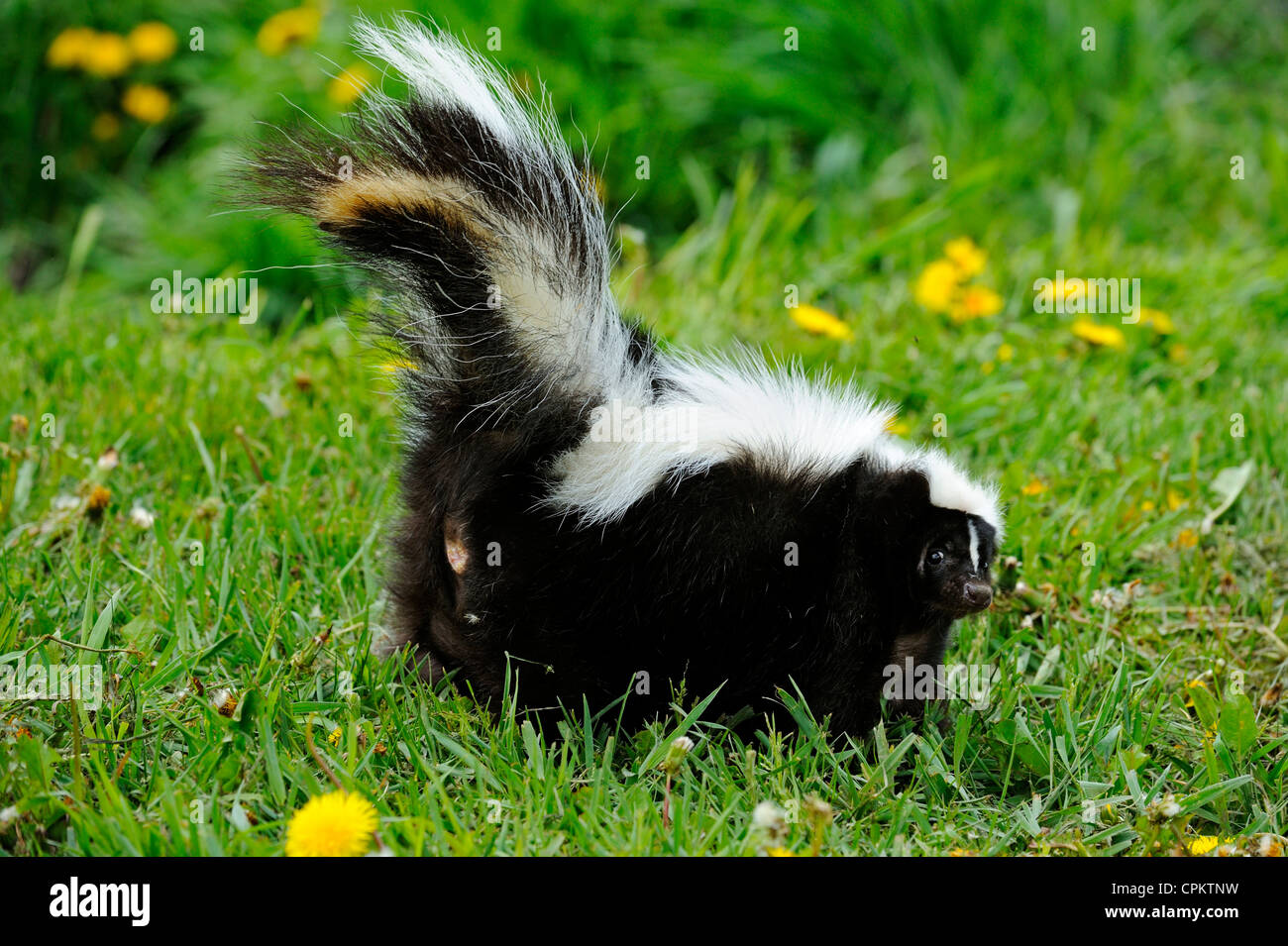 Striped Skunk (Mephitis mephitis) adult- captive specimen, Bozeman, Montana, USA Stock Photo