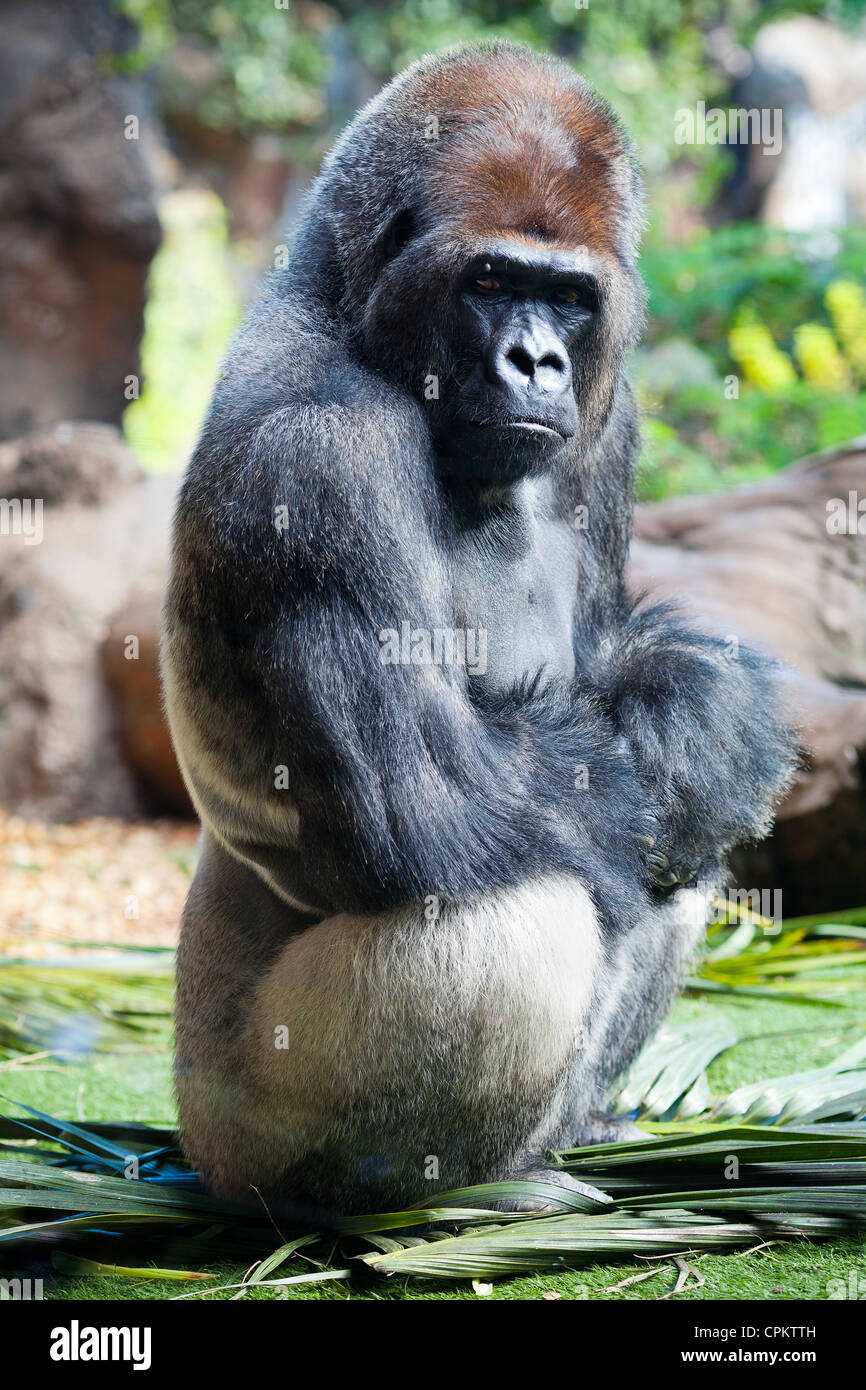 Gorilla rock hi-res stock photography and images - Alamy