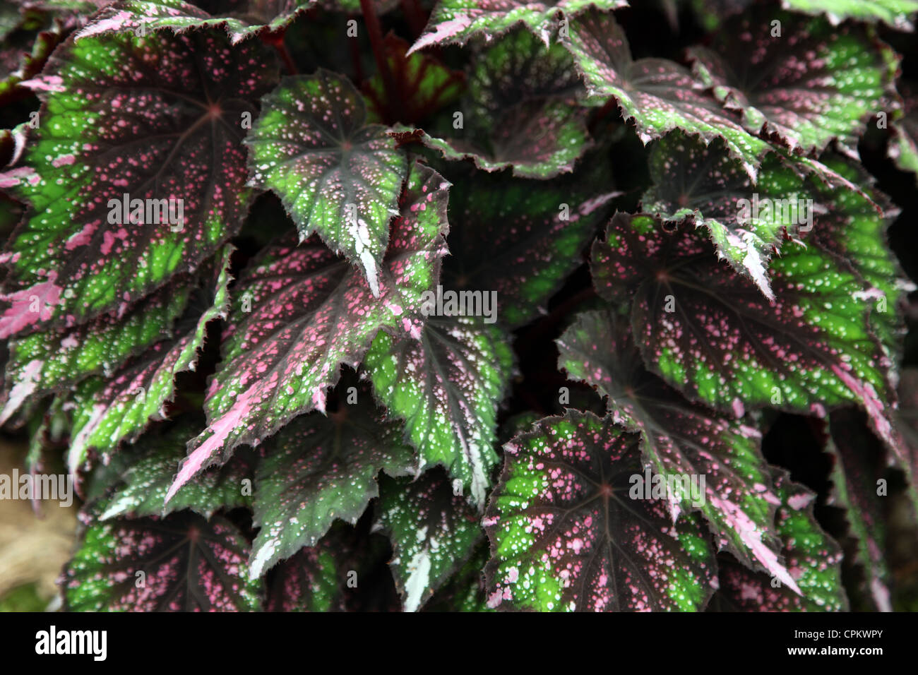 Begonia African Jungle shown by Enterprise Plants Chelsea Flower Show 2012  Stock Photo - Alamy