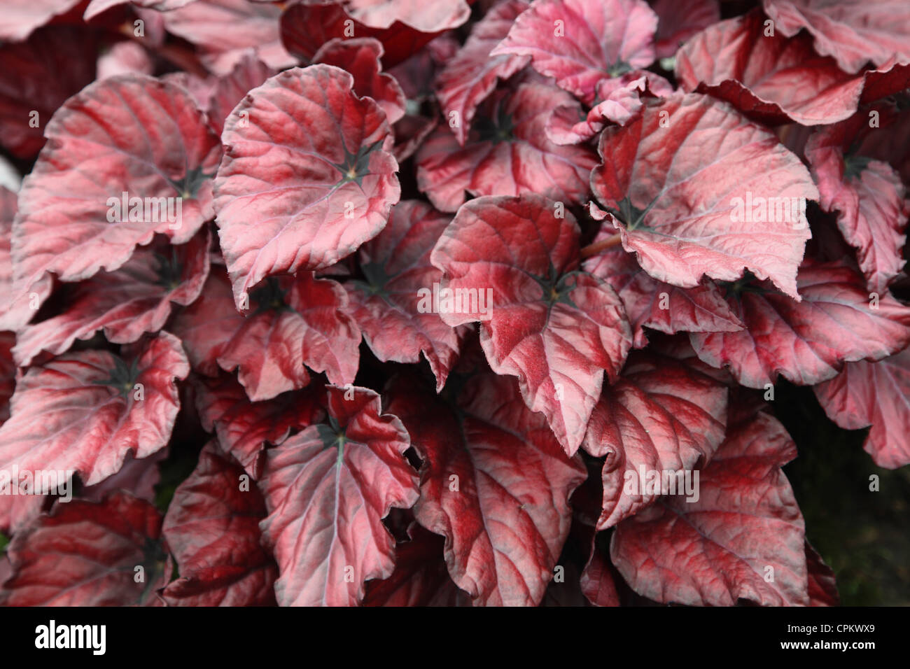 Begonia Red Bull shown by Enterprise Plants Chelsea Flower Show 2012 Stock Photo