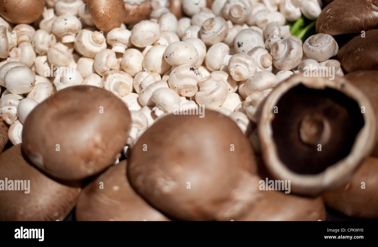 Edible mushrooms, Borough Market, London, England, UK Stock Photo
