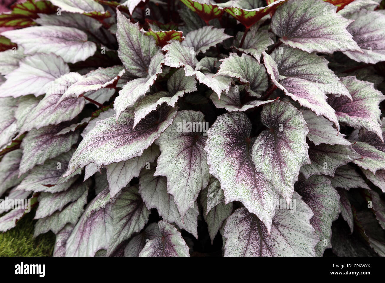 Begonia Morning Dew shown by Enterprise Plants Chelsea Flower Show 2012 Stock Photo
