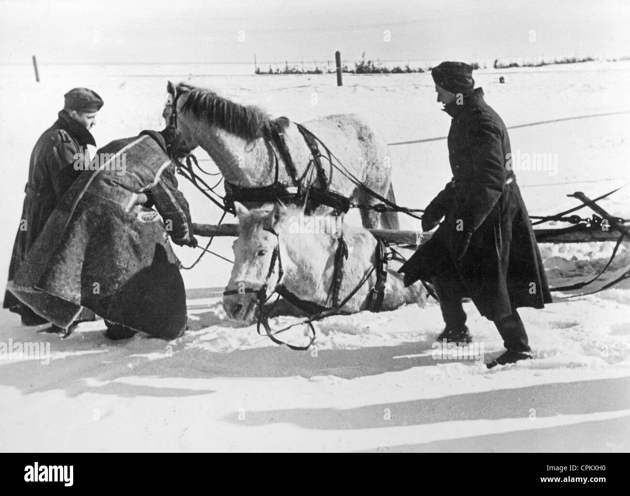 German soldiers with Panje horses on the Eastern Front, 1942 Stock Photo