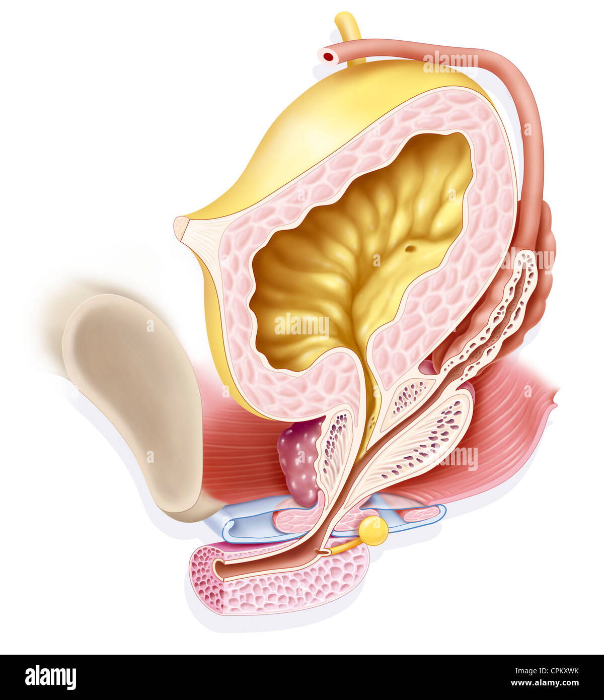 MALE GENITOURINARY TRACT Stock Photo