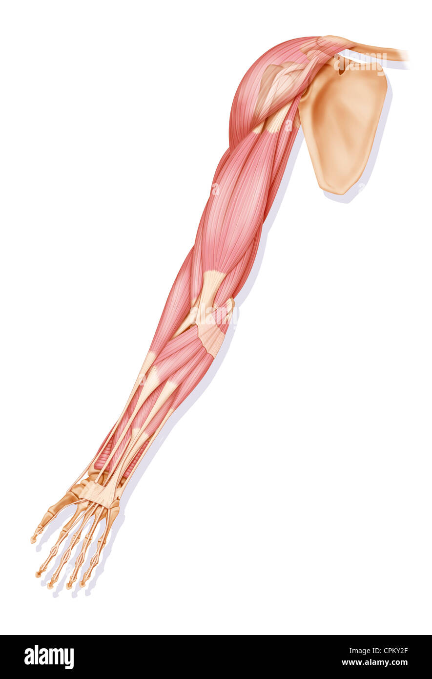 Human Arms Anatomy Diagram Showing Bones And Muscles While Flex Stock