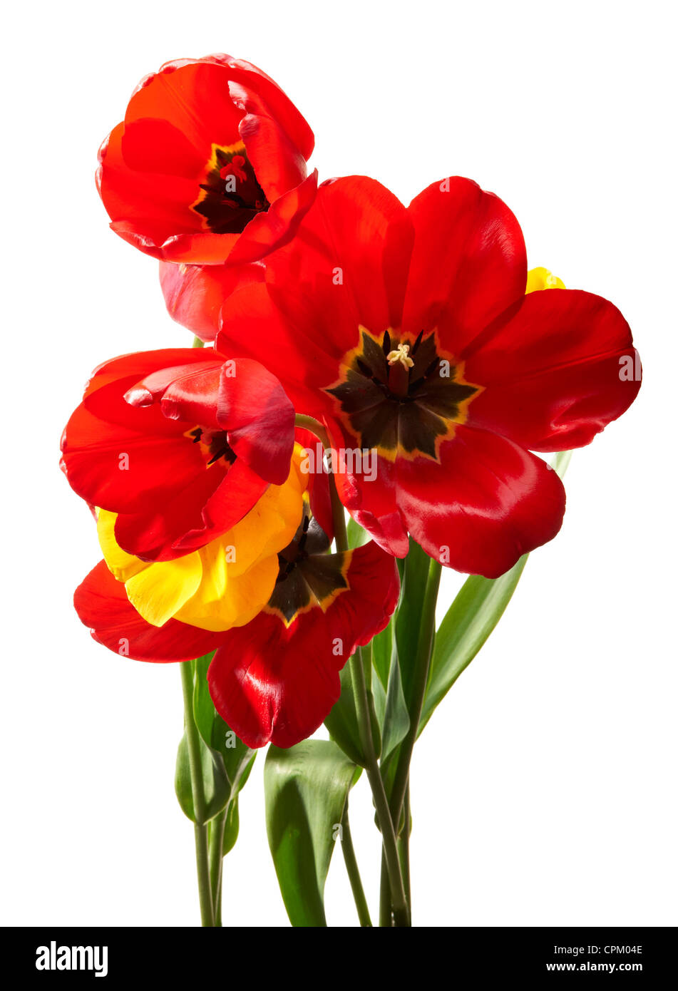 Studio shot of tulips isolated on white background Stock Photo - Alamy