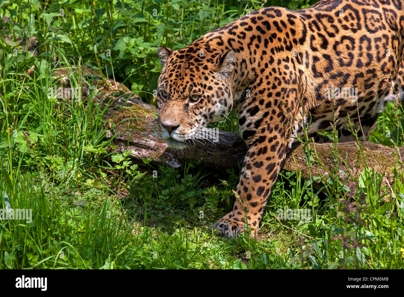 Jaguar Stock Photo