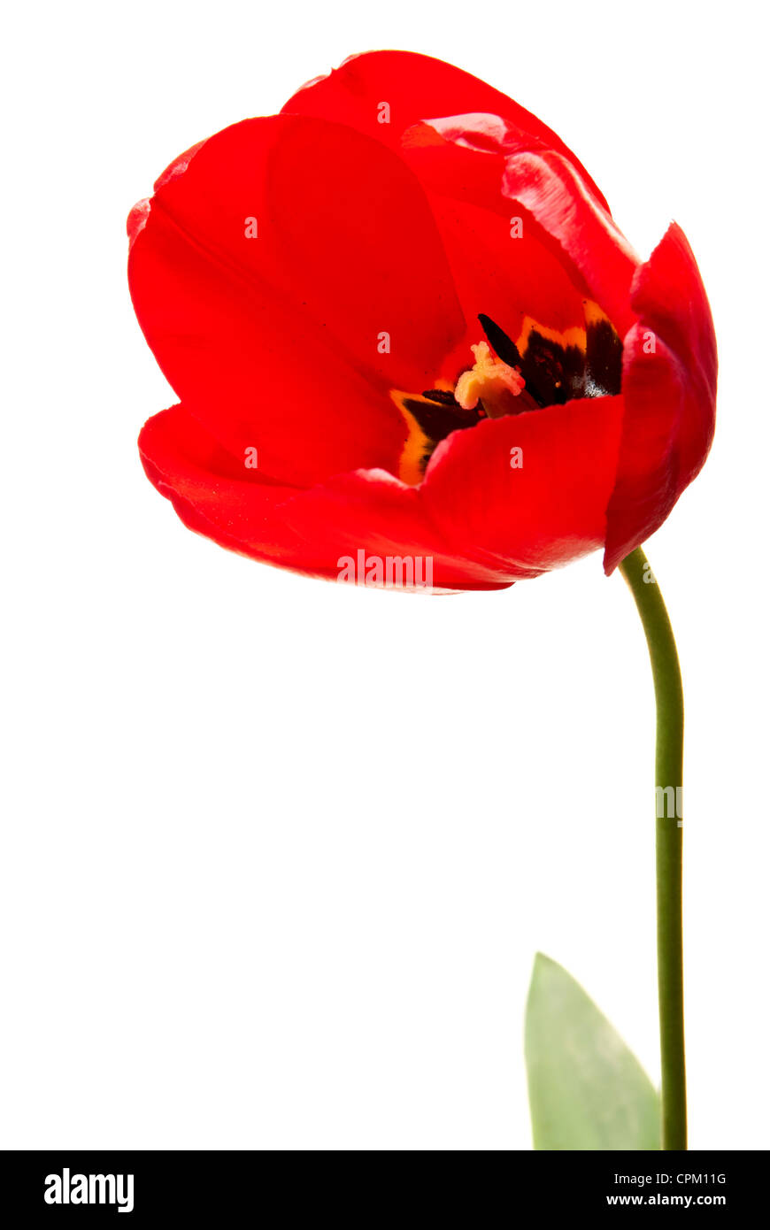 Studio shot of tulips isolated on white background Stock Photo - Alamy