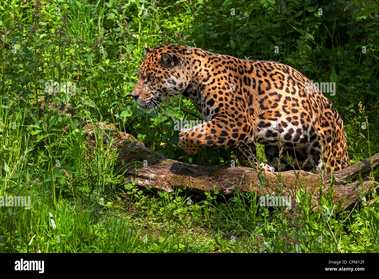 Jaguar Stock Photo