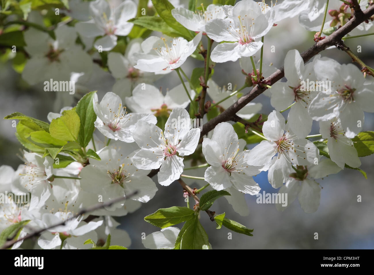 Vertical shot tree orchard hi-res stock photography and images - Alamy