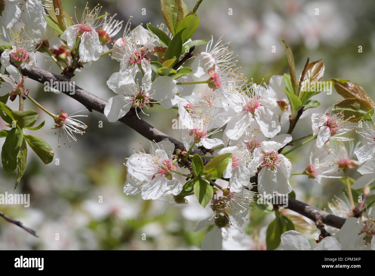 close-up shot of cherry flowers on a flowering tree Stock Photo