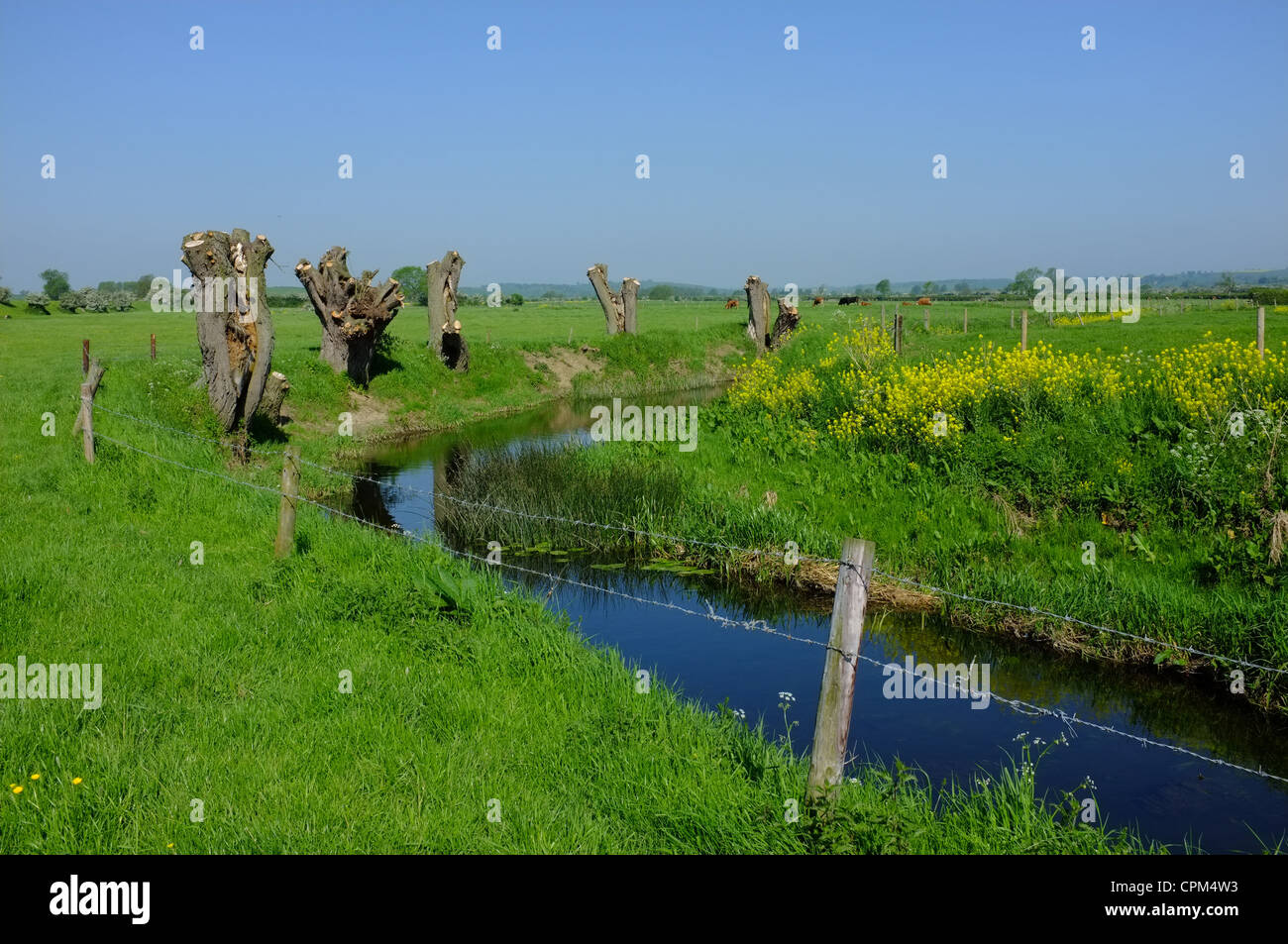 Pollard weeping willow hires stock photography and images Alamy