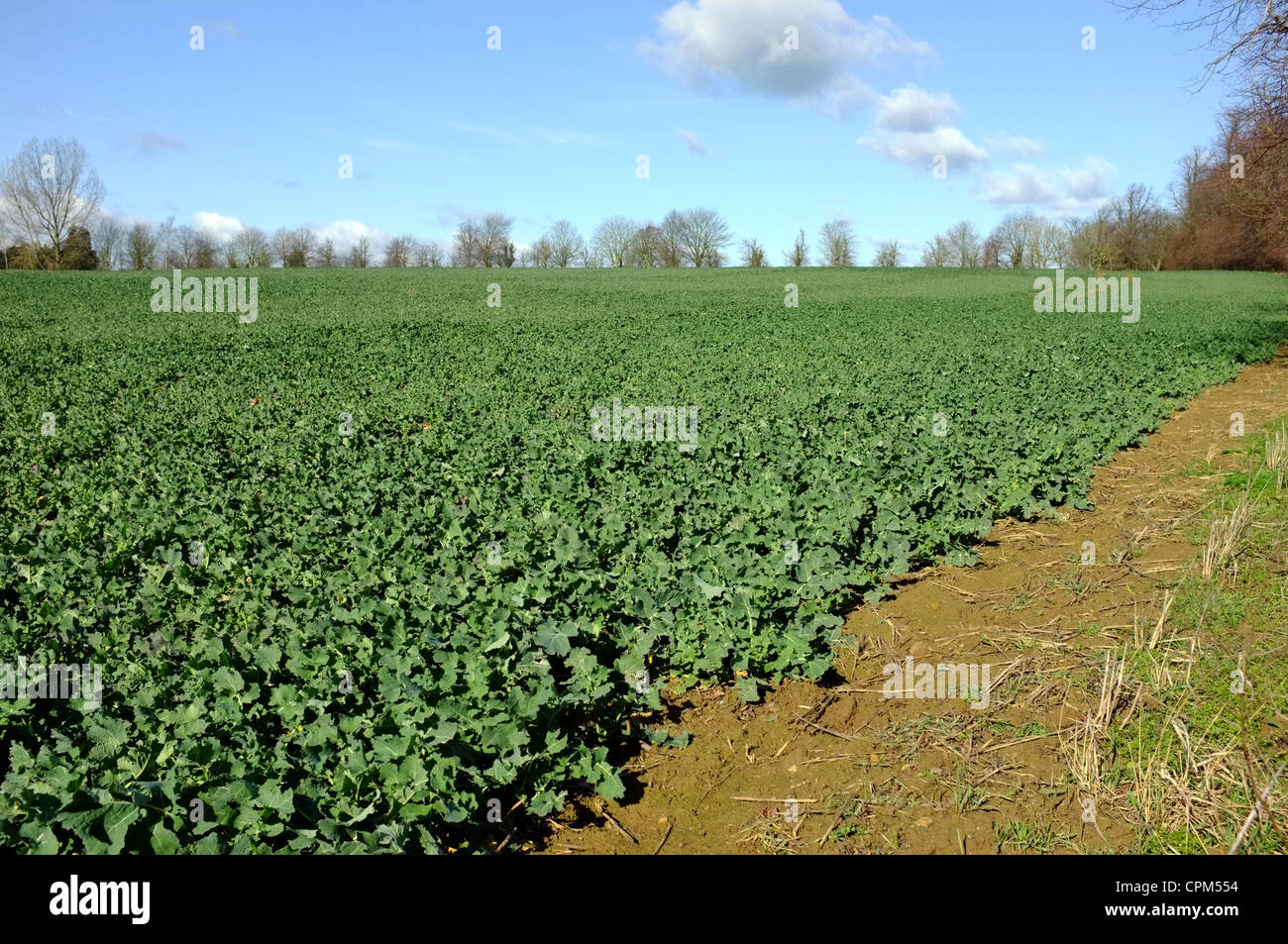 Young rapeseed oil plants in a field Stock Photo