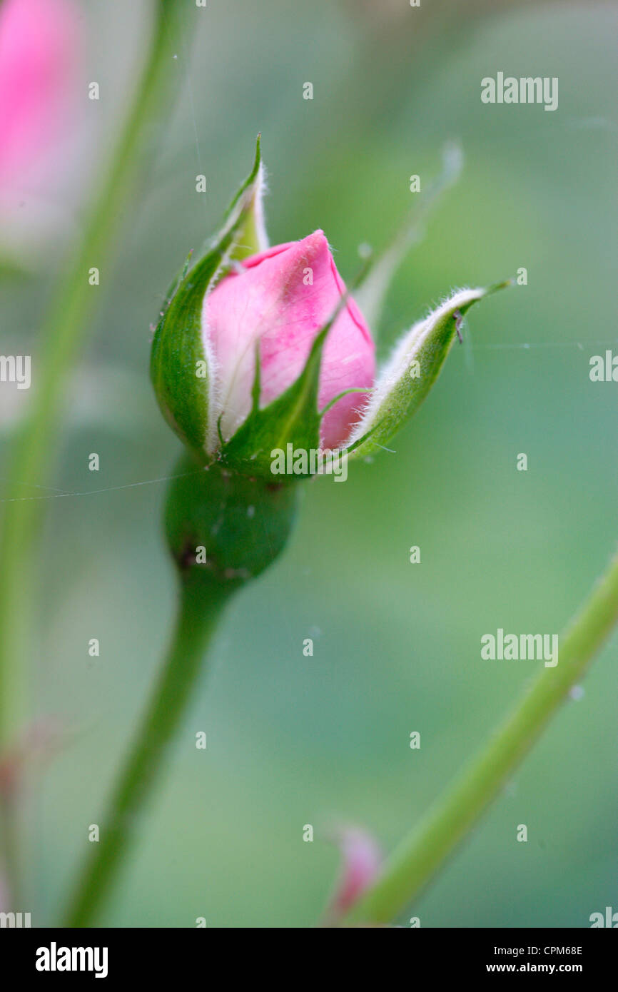Rose tree rosa sp hi-res stock photography and images - Alamy
