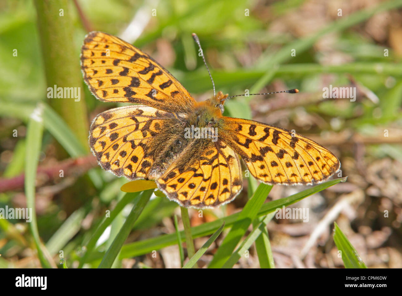 Pearl Bordered Fritillary Butterfly Stock Photo
