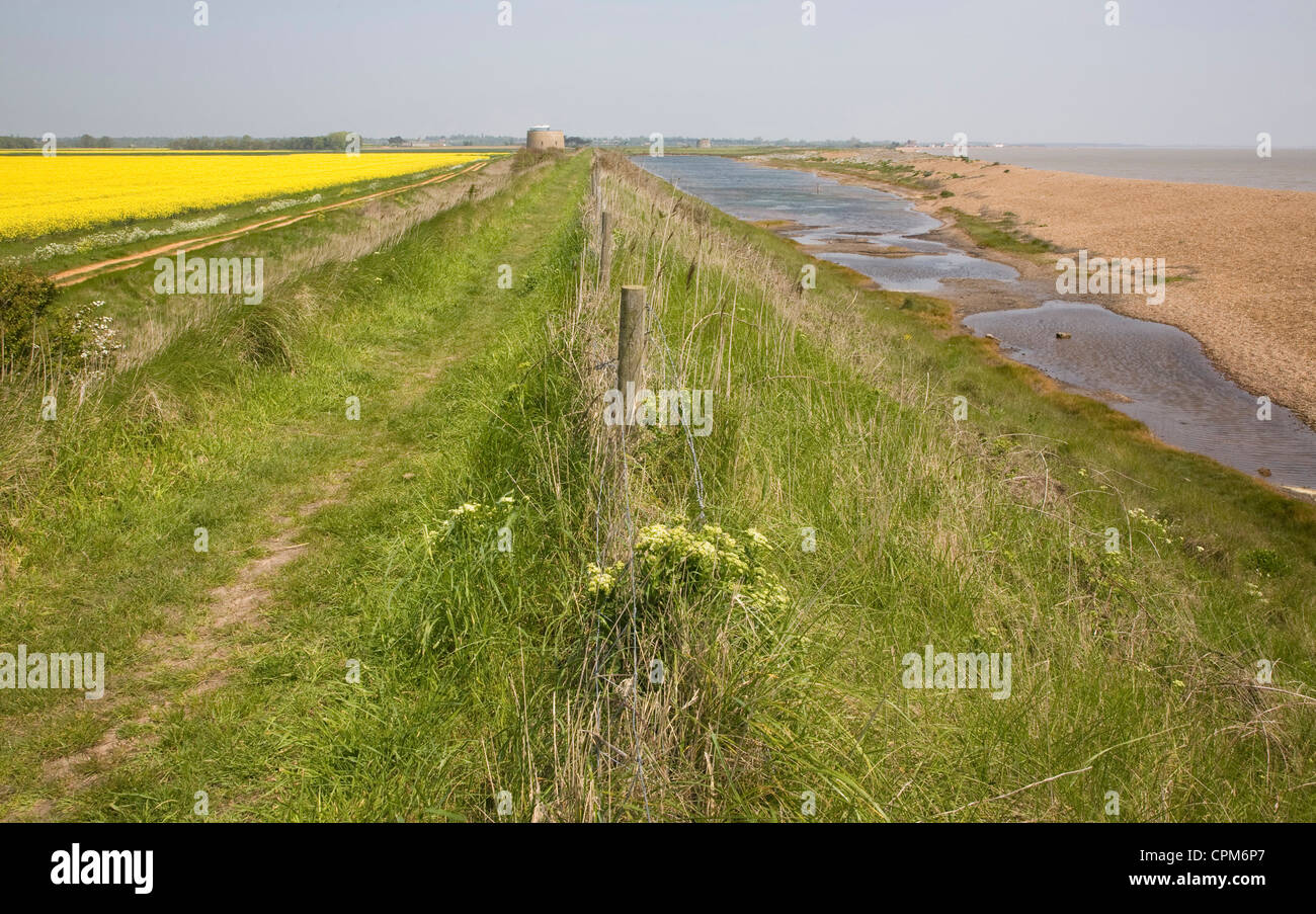 Shingle bay bar beach North Sea coast Alderton, Hollesley Bay, Suffolk, England Stock Photo