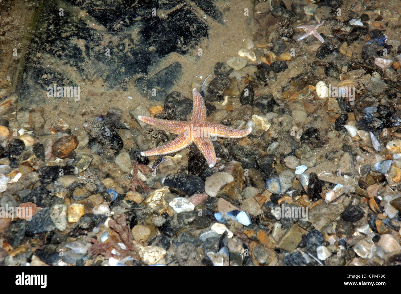 Starfish in a rock pool at Sea Palling on the Norfolk coast Stock Photo