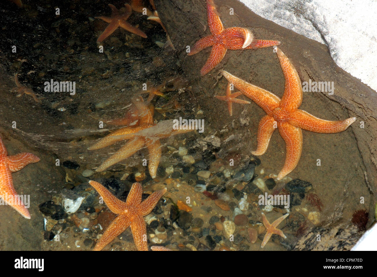 Starfish in a rock pool at Sea Palling on the Norfolk coast Stock Photo