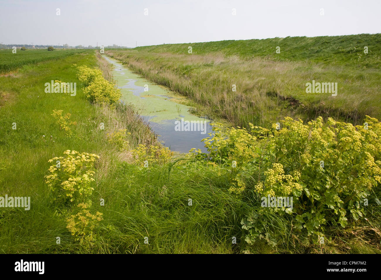 Drainage ditch draining marshes Alderton, Suffolk, England Stock ...