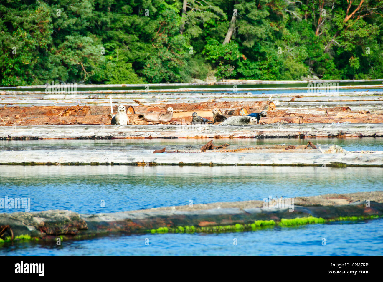 Logging,Forestry,Pulp & Paper Industry,Agriculture,Weekend,Recreational