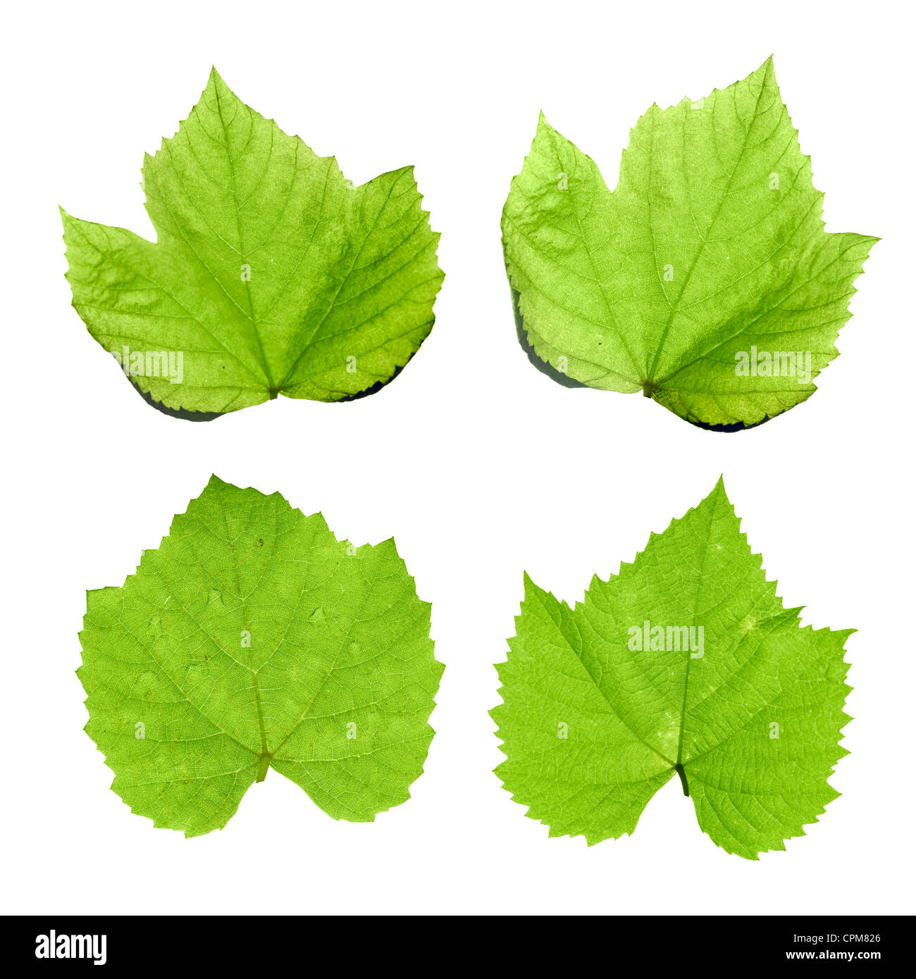 Closeup grape leaves on Cut Out Stock Images & Pictures - Alamy