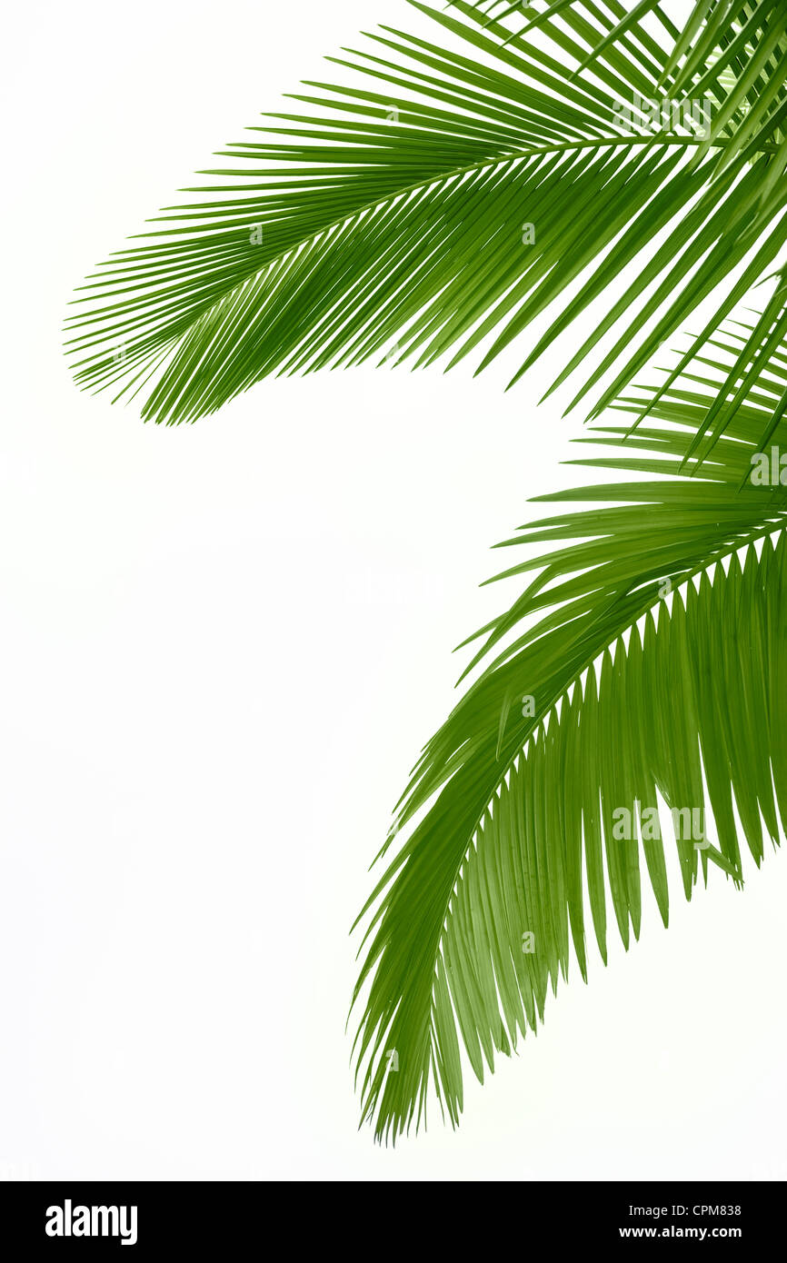 Leaves of palm tree isolated on white background Stock Photo - Alamy
