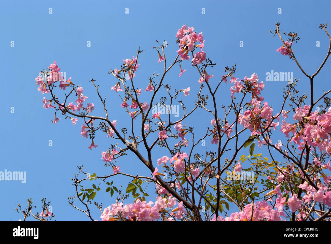 Tebebuia Flower(Pink trumpet) blooming in Spring season Stock Photo