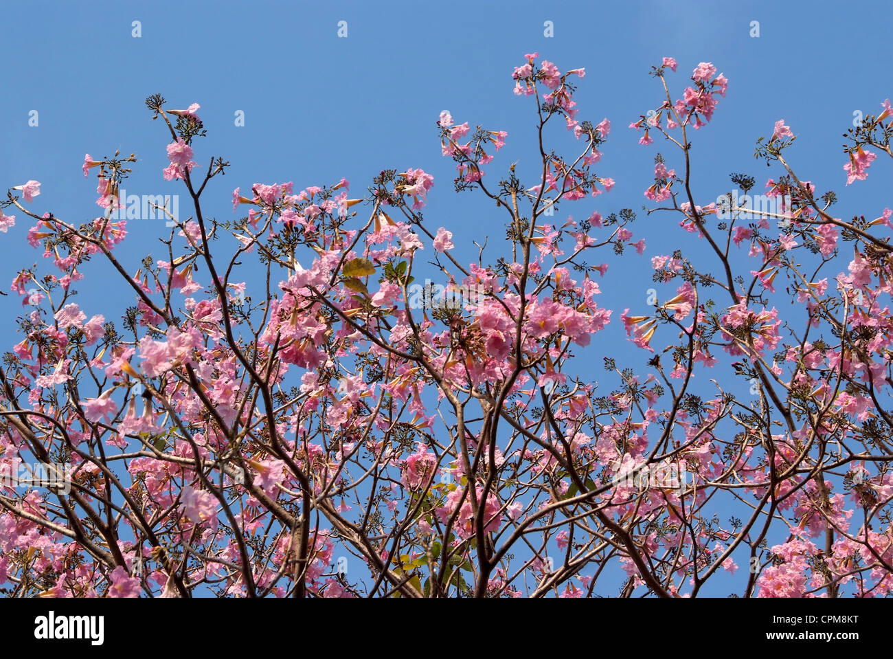 Tebebuia Flower(Pink trumpet) blooming in Spring season Stock Photo